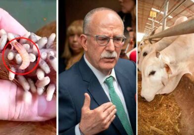 EU cierra frontera al ganado de México por gusano barrenador: cumple advertencia