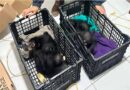 Detienen en Chiapas a traficante que transportaba nueve monos araña y ocho guacamayas rojas, informa la FGR