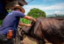 Confirman 33 casos de miasis por gusano barrenador en personas; Chiapas acumula 31 registros, Campeche dos