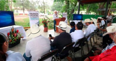 Mantiene Chiapas estrategia coordinada con la Federación, contra el gusano barrenador 