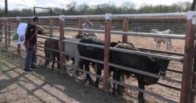 Gobierno Mexicano avanza en el proyecto de conseguir una mosca estéril contra el gusano barrenador Gobierno Mexicano avanza en el proyecto de conseguir una mosca estéril contra el gusano barrenador