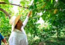 Eduardo Ramírez reafirma compromiso con las mujeres y la conservación ambiental en el Soconusco Eduardo Ramírez reafirma compromiso con las mujeres y la conservación ambiental en el Soconusco