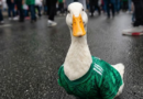Ya vuela alto: FIFA nombra al pato Merlín como embajador oficial del Mundial Ya vuela alto: FIFA nombra al pato Merlín como embajador oficial del Mundial