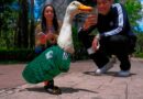 Les presentamos a Merlín el pato, un habitual de las calles de la Ciudad de México convertido en mascota del Mundial