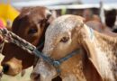 Secretaria de Agricultura de EU visitará México para inaugurar planta de moscas contra gusano barrenador en Chiapas, anuncia Sheinbaum