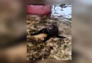Participa UNACH en acciones para atender a ejemplar de lobo marino varado en playas de Mazatán