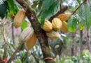 Reconoce Secam modelo sustentable de producción de cacao fino en Chiapas