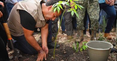 Con más de un millón de árboles, Chiapas se suma a la Jornada Nacional de Reforestación impulsada por Claudia Sheinbaum