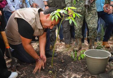 Con más de un millón de árboles, Chiapas se suma a la Jornada Nacional de Reforestación impulsada por Claudia Sheinbaum Con más de un millón de árboles, Chiapas se suma a la Jornada Nacional de Reforestación impulsada por Claudia Sheinbaum