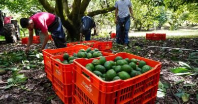 EU pausa inspecciones de aguacate en Michoacán y afecta exportaciones
