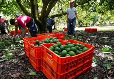 EU pausa inspecciones de aguacate en Michoacán y afecta exportaciones