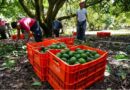 EU reanudará parcialmente las operaciones de inspección y exportación de aguacate mexicano