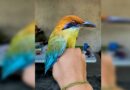 Tuxtla Gutiérrez, una ciudad amigable para las aves Tuxtla Gutiérrez, una ciudad amigable para las aves