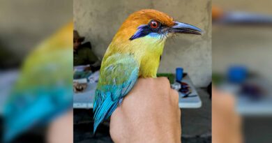 Tuxtla Gutiérrez, una ciudad amigable para las aves