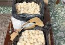 Detienen a traficante con mil 800 huevos de tortuga en ruta Oaxaca-Chiapas; el producto iba ser comercializado y es puesto a disposición de la FGR