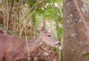 UNICACH documenta valor biocultural de la fauna silvestre en comunidades de Motozintla