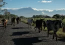 Suspenden exportación de ganado de Sonora a EU por sospecha de fiebre aftosa