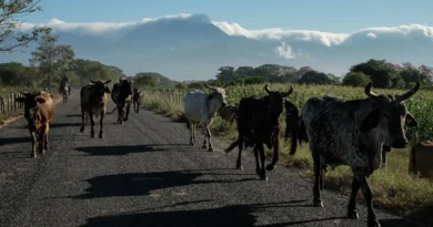 Suspenden exportación de ganado de Sonora a EU por sospecha de fiebre aftosa Suspenden exportación de ganado de Sonora a EU por sospecha de fiebre aftosa